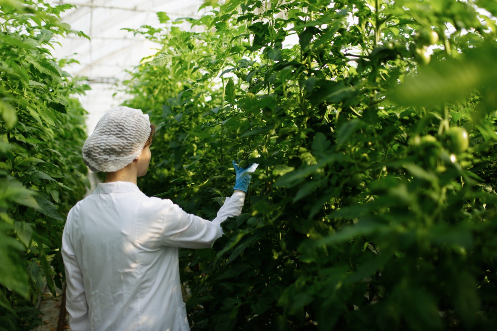 biotechnology woman engineer examining plant leaf for disease in greenhouse