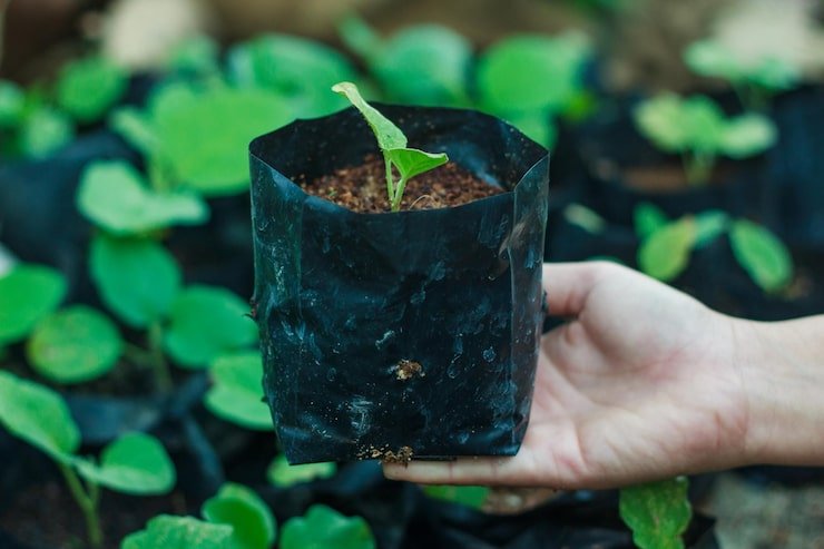 close up hand holding potted plant 1048944 30684843