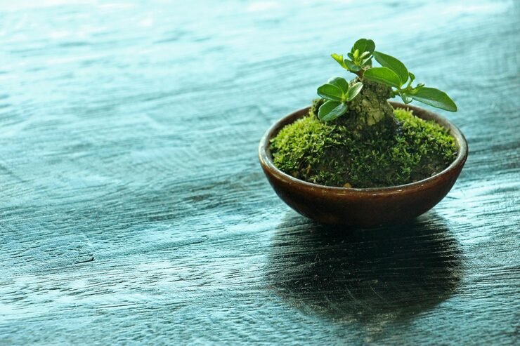 close up potted plant table 1048944 22249818