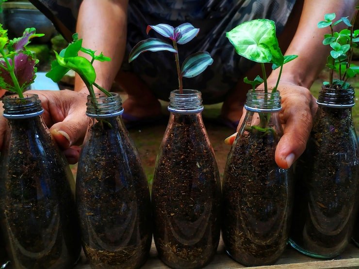 gardener who is tidying up small plants that are ready be planted my garden 1048944 24172474