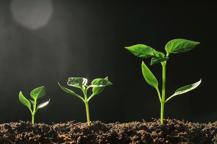 green seedling growing ground rain 180633 2296