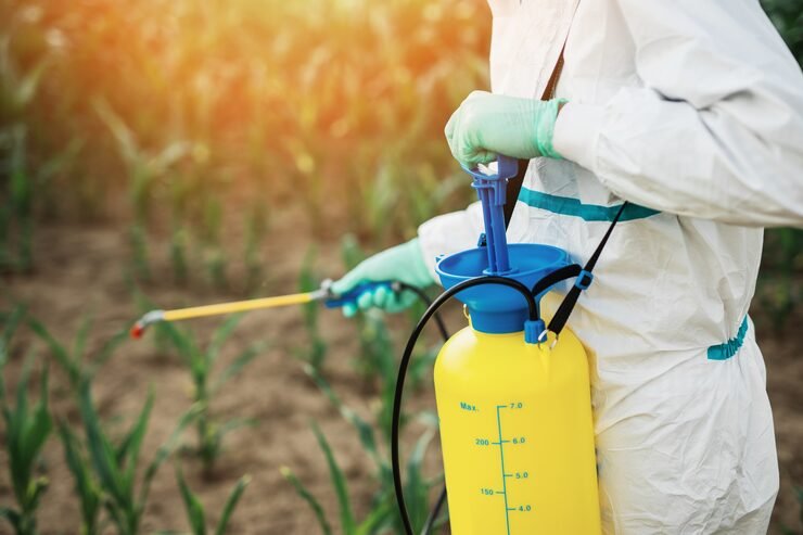 industrial agriculture theme man spraying toxic pesticides insecticides corn growing plantation 473712 2324
