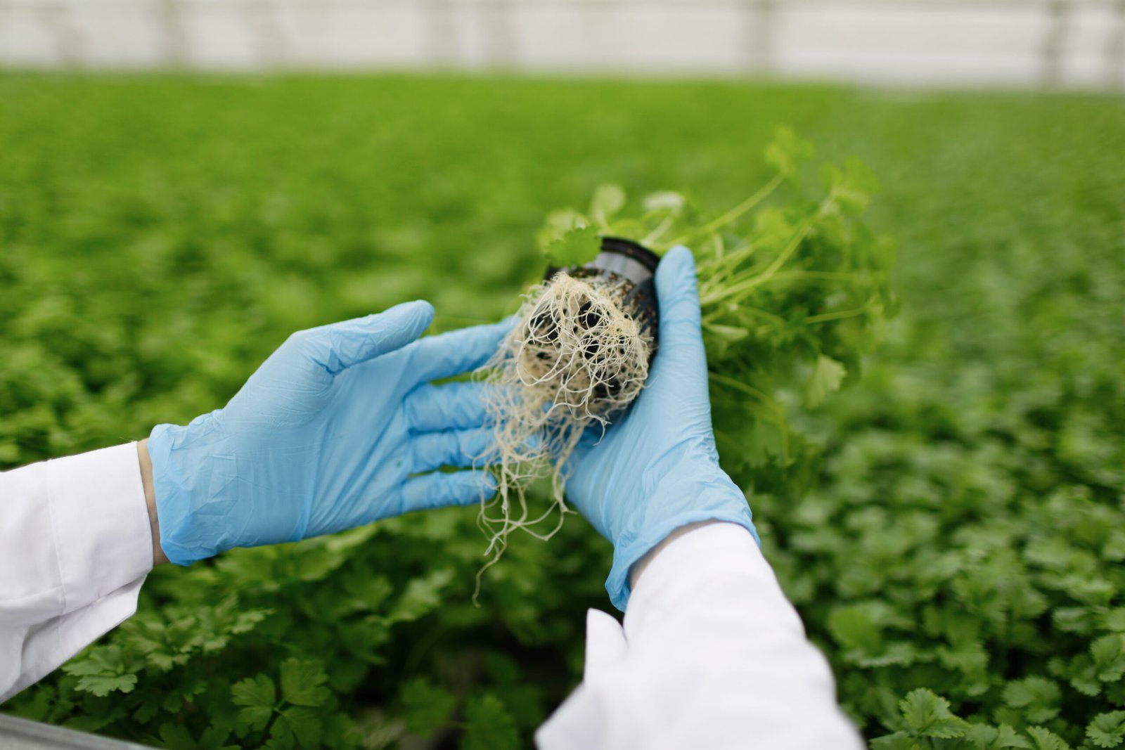 quality control. senior scientist or tech observes new breed of cress sprouts optimized for consumption in greenhouse