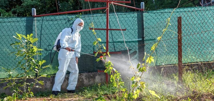 springsummer treatment with insecticides fungicides grapes 75956 826