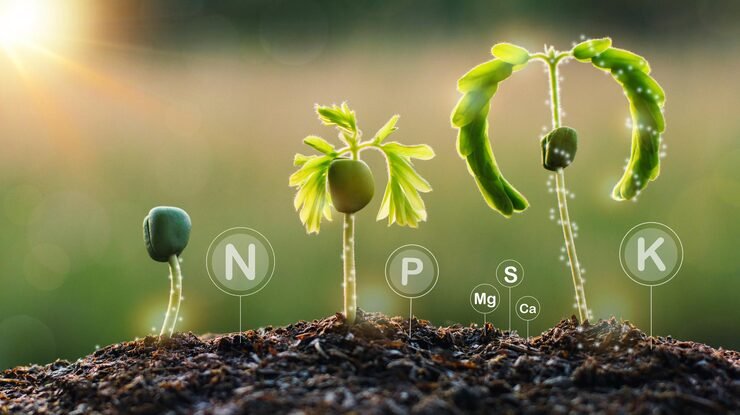 tamarind seedlings grow from fertile ground have technology icons about minerals soil 589333 35