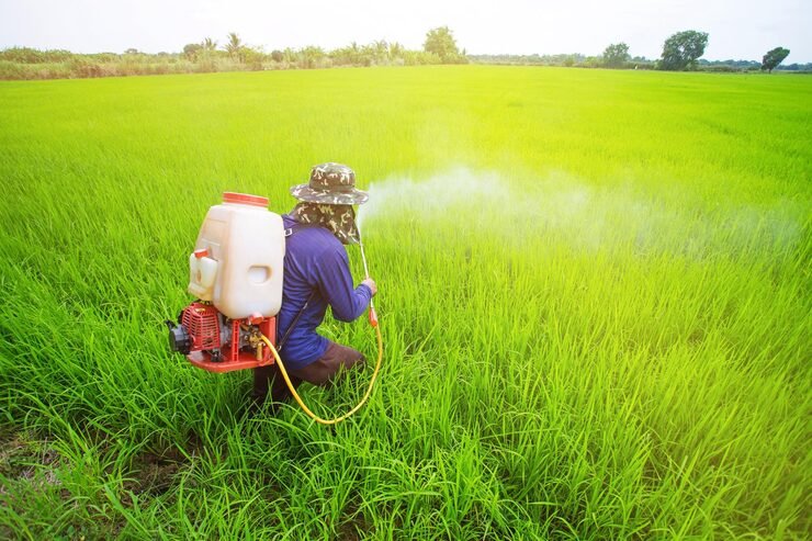 thai farmer spraying insecticide rice field 1108350 4